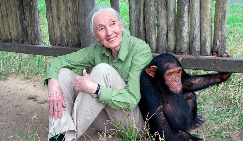10 Life Lessons Learned From Primatologist Jane Goodall Global